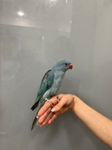 Намистовий папуга, ожерелки блакитні, сині, бірюзові ручні