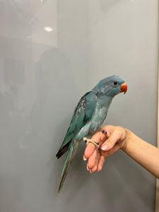 Намистовий папуга, ожерелки блакитні, сині, бірюзові ручні