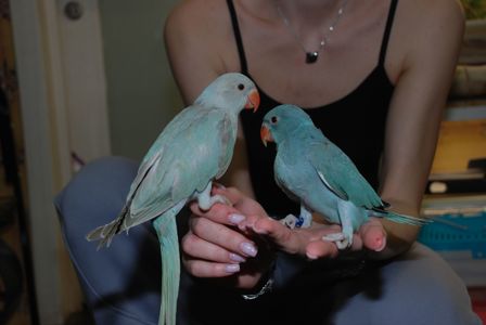 Намистовий папуга, ожерелки блакитні, сині, бірюзові ручні