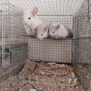 Пропоную білорожеву дівчинку. Від найкрасивіших батьків