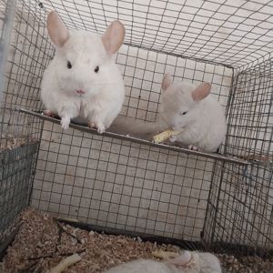 Пропоную білорожеву дівчинку. Від найкрасивіших батьків