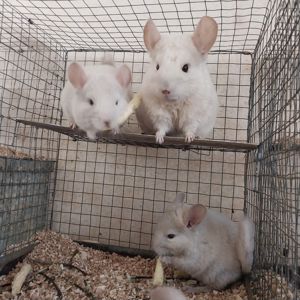 Пропоную білорожеву дівчинку. Від найкрасивіших батьків