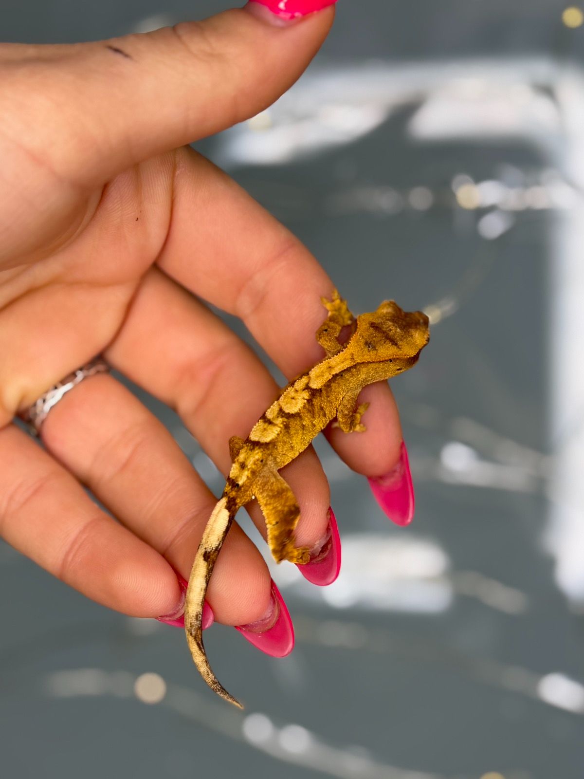 Бананоїд або війчастий гекон яскраві окраси