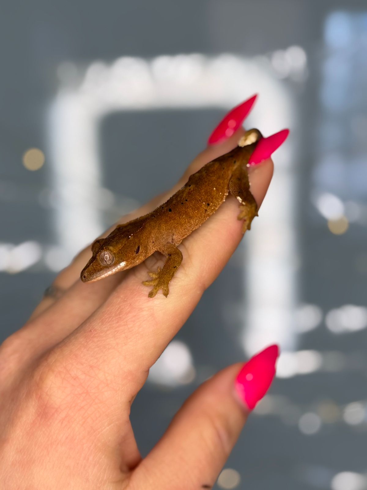 Бананоїд або війчастий гекон яскраві окраси