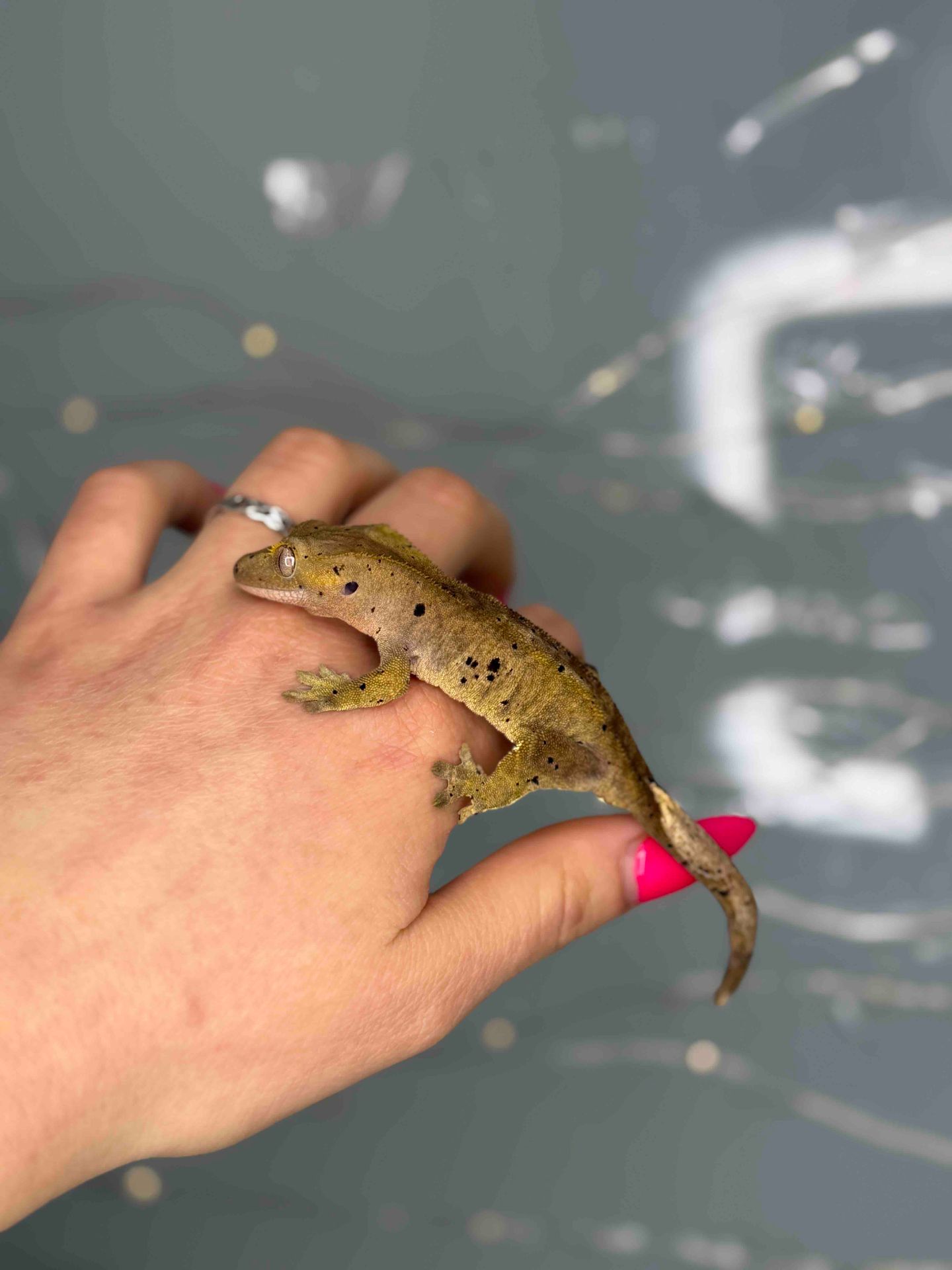 Бананоїд або війчастий гекон яскраві окраси