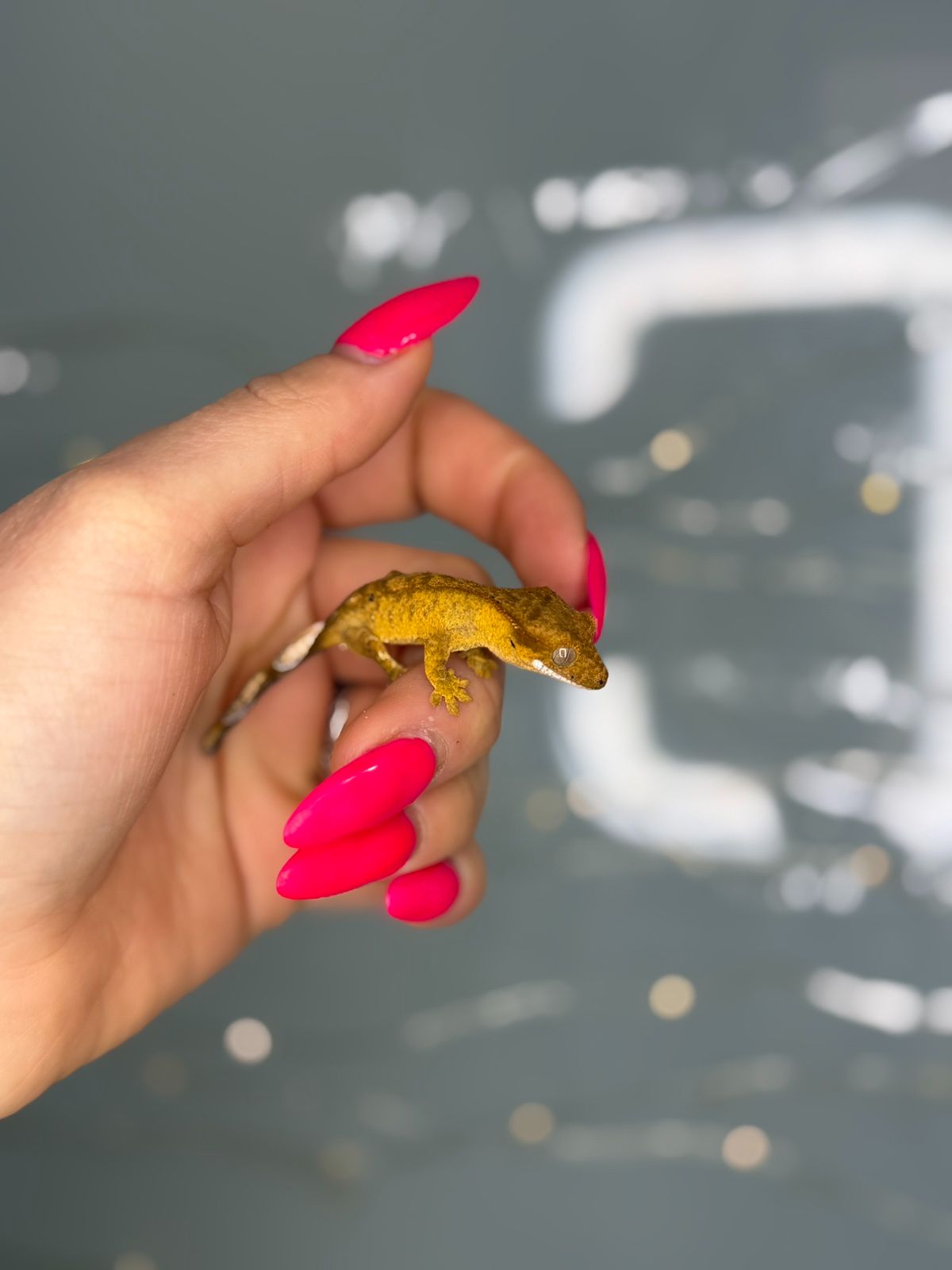 Бананоїд або війчастий гекон яскраві окраси