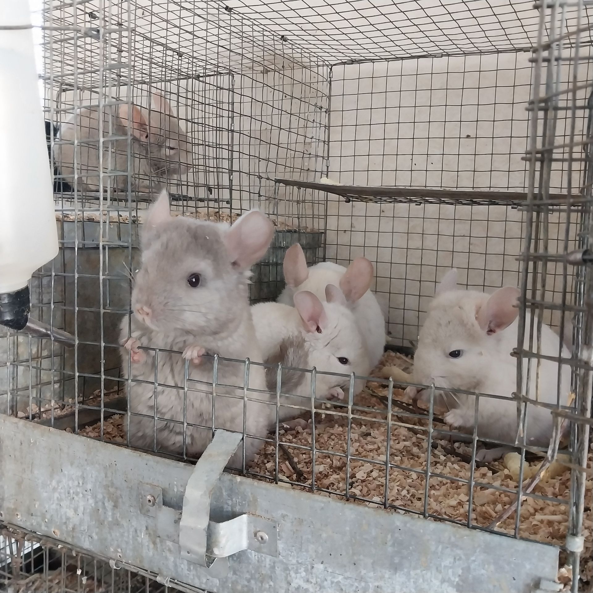 Хлопчик пастель. Дуже милий.