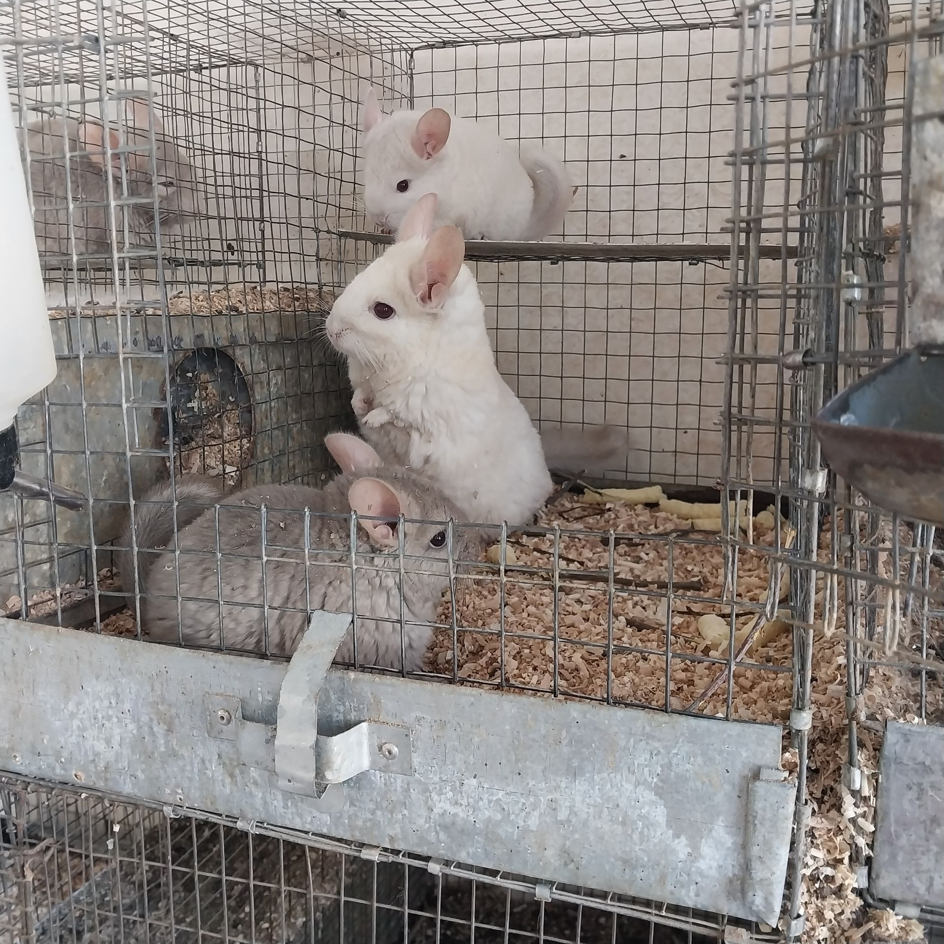 Хлопчик пастель. Дуже милий.