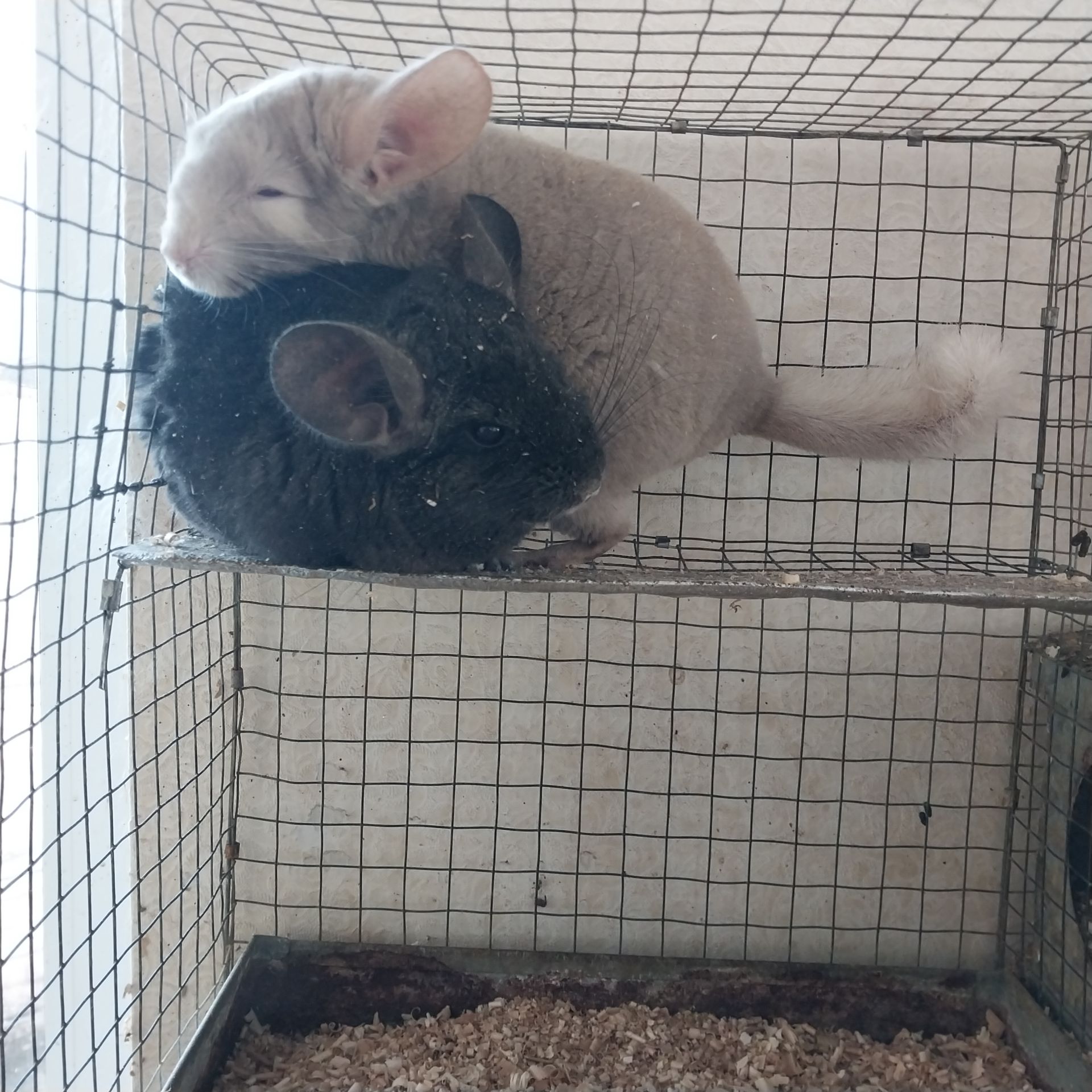 Дуже красива пара. Дівчинка екстра дарк і хлопчик гомо пастель.