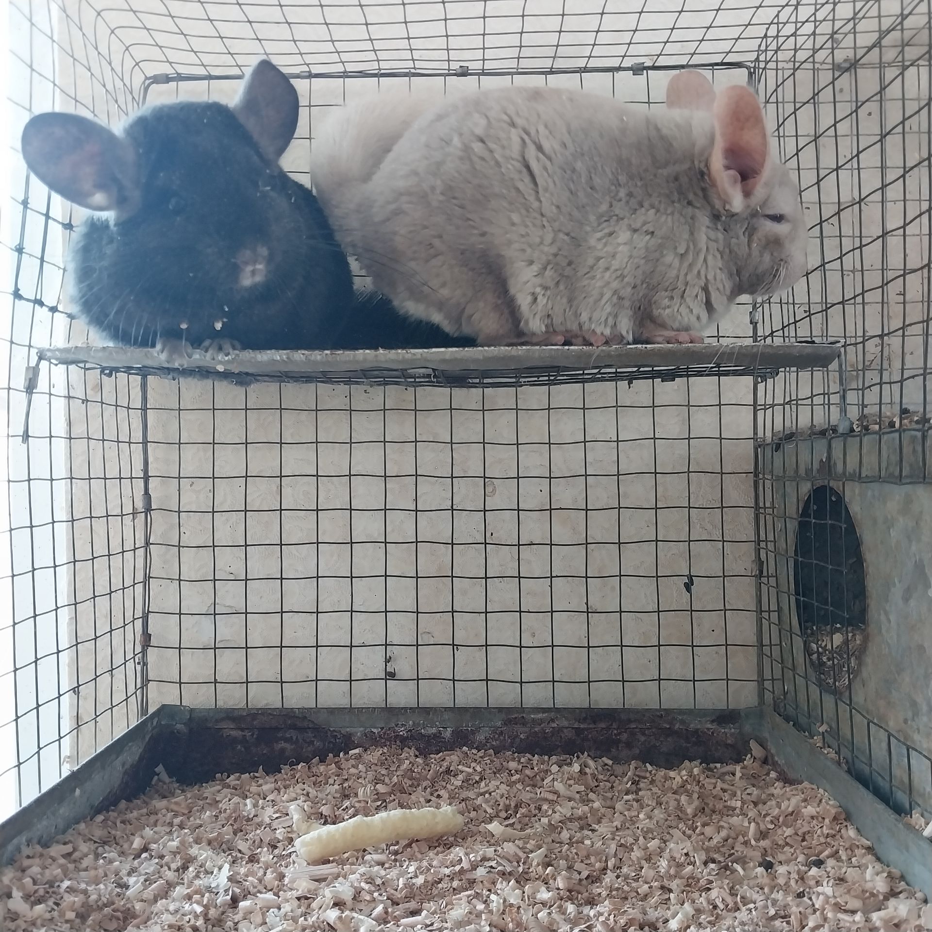 Дуже красива пара. Дівчинка екстра дарк і хлопчик гомо пастель.