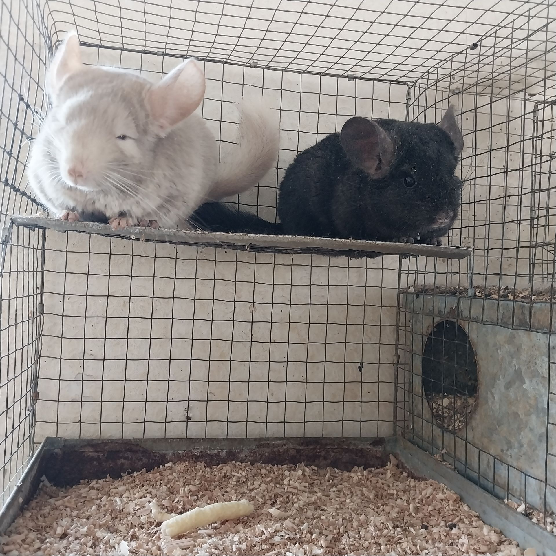 Дуже красива пара. Дівчинка екстра дарк і хлопчик гомо пастель.