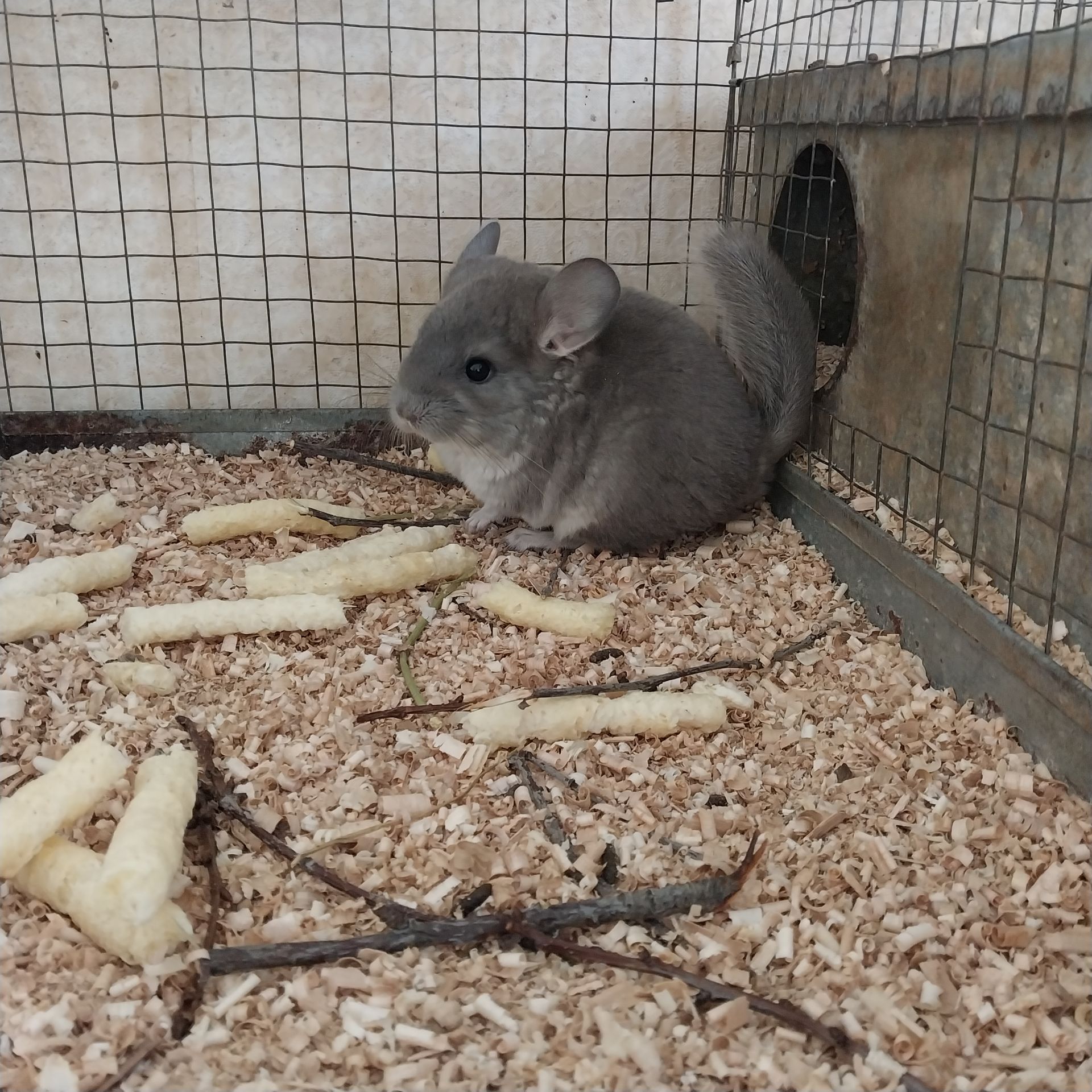 Хлопчик пастель та дівчинка фіолет