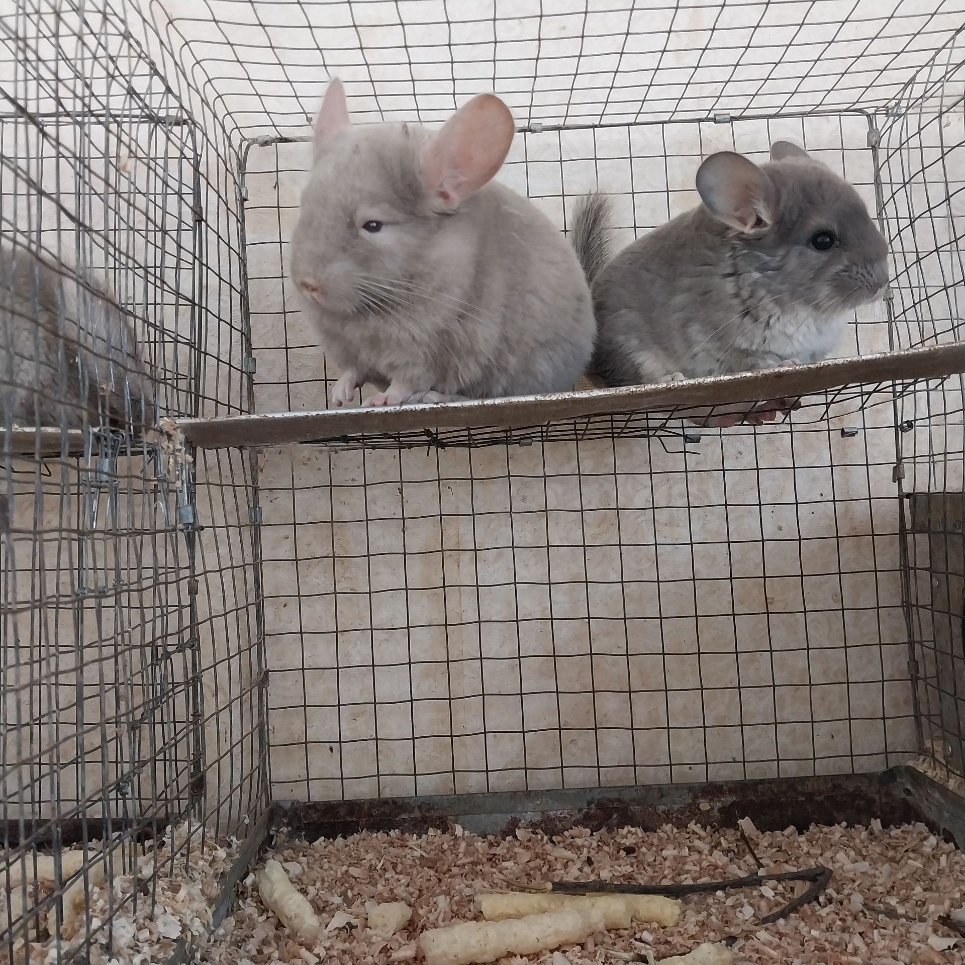 Хлопчик пастель та дівчинка фіолет