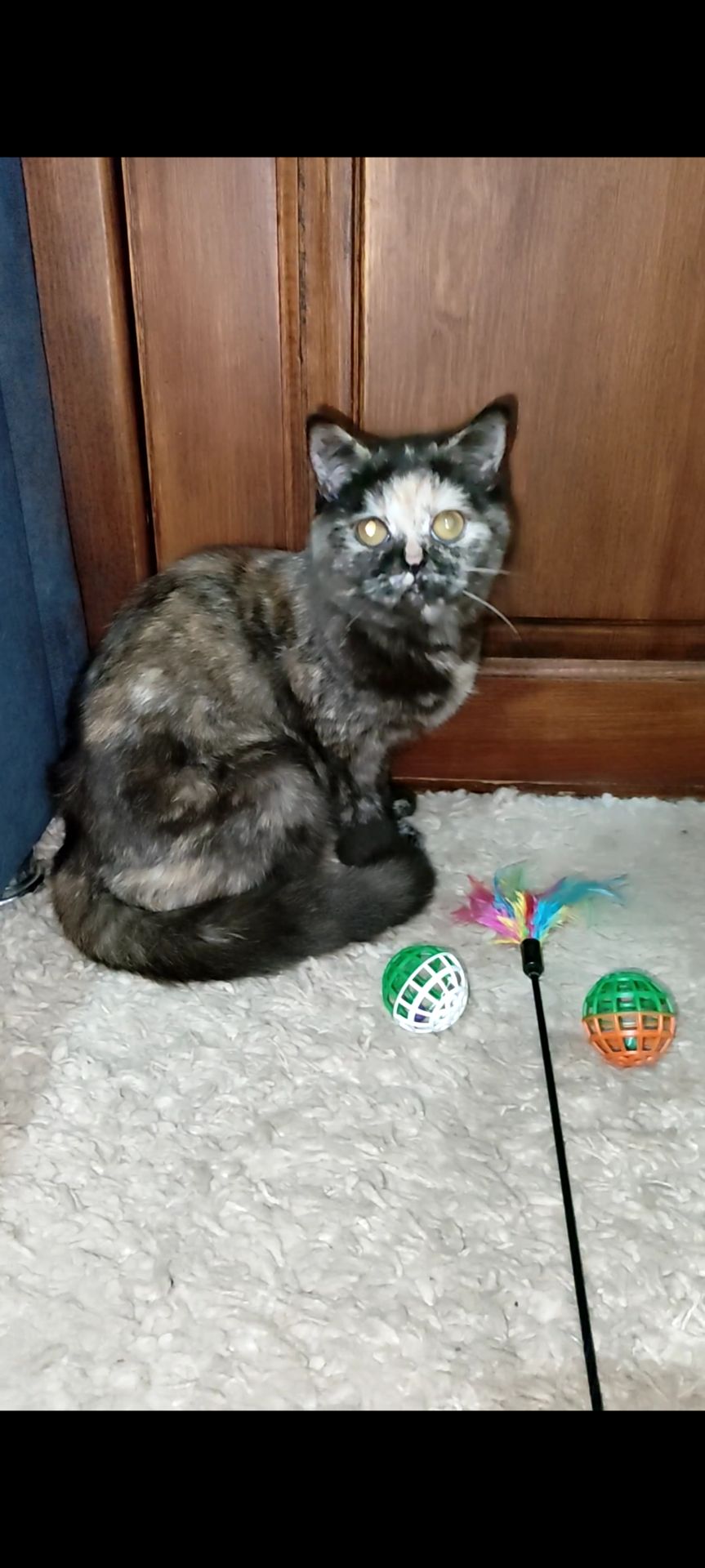 Шотландська прямовуха дівчинка. Черепахове забарвлення