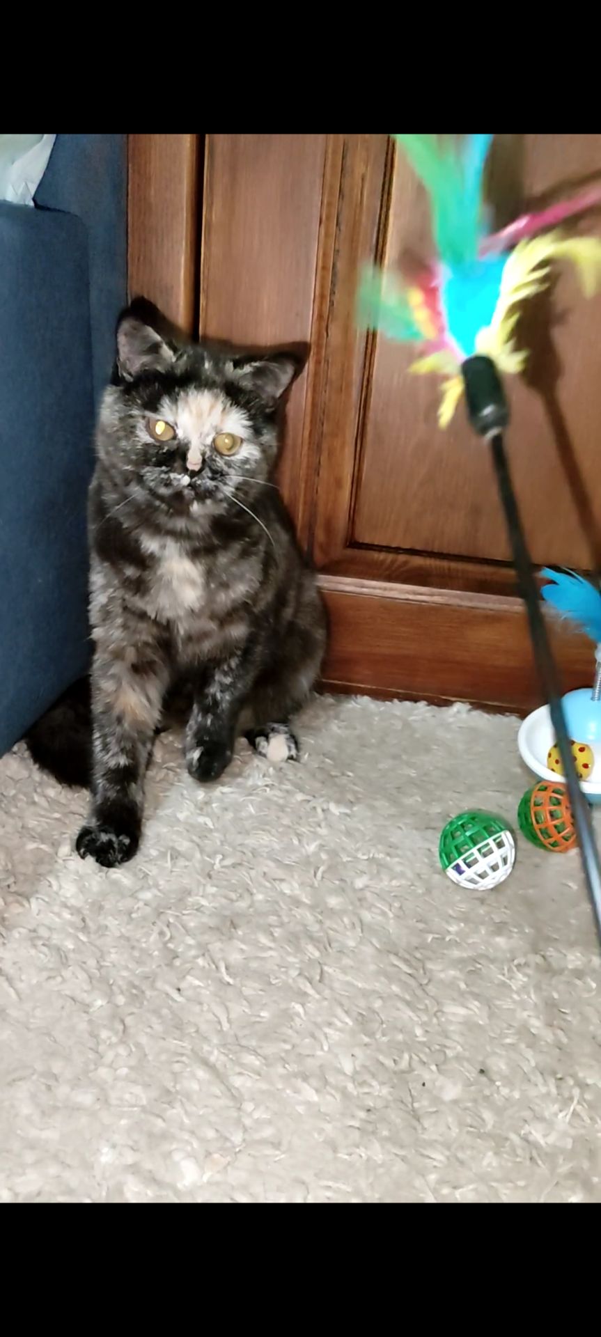 Шотландська прямовуха дівчинка. Черепахове забарвлення