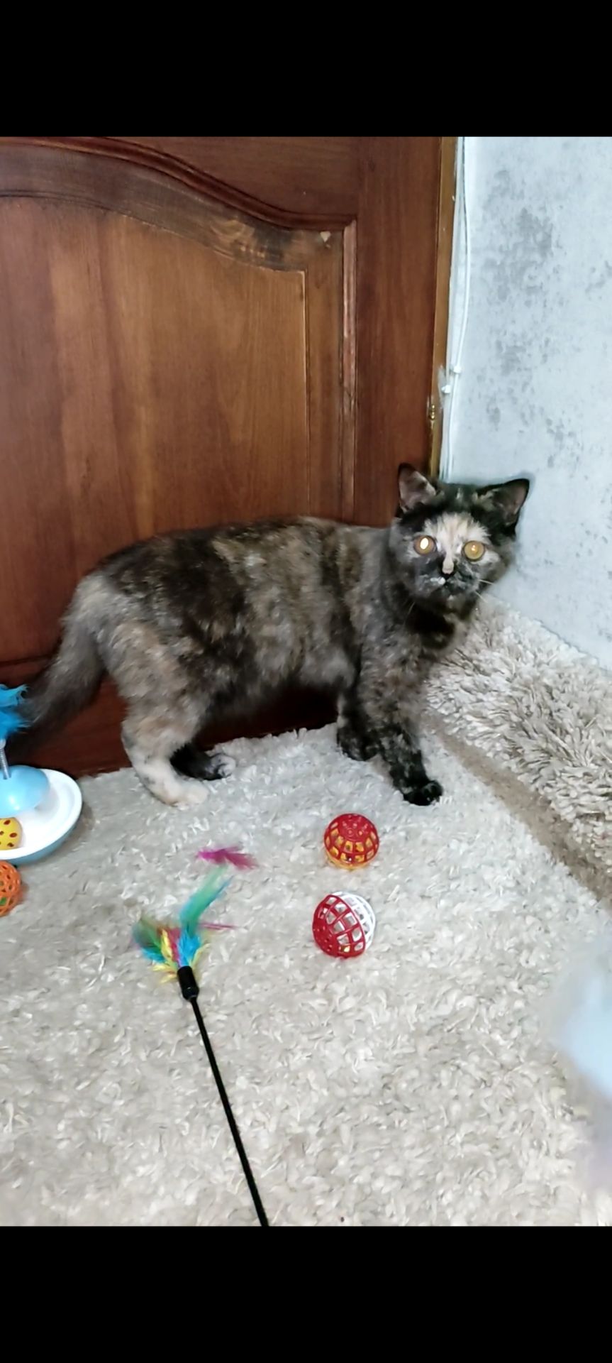 Шотландська прямовуха дівчинка. Черепахове забарвлення