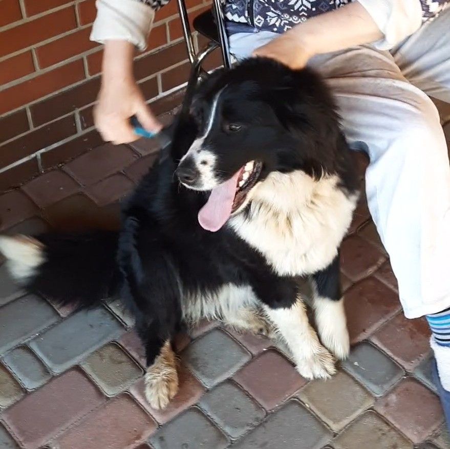 🐾 Шукаємо будинок для гарного пса