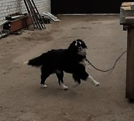 🐾 Шукаємо будинок для гарного пса