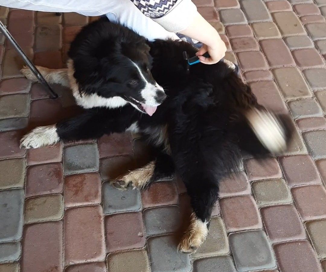 🐾 Шукаємо будинок для гарного пса