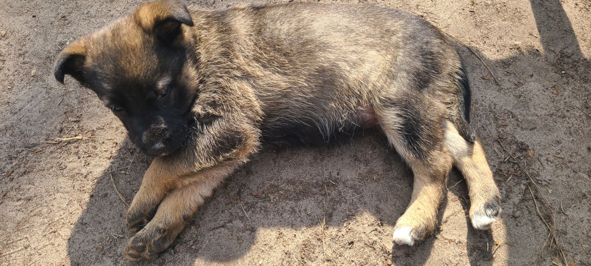 Німецька вівчарка з хаскі мікс