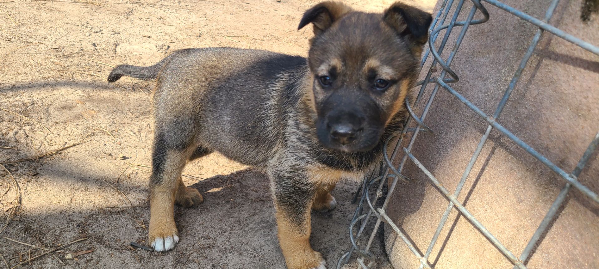 Німецька вівчарка з хаскі мікс