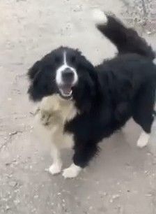 🐾 Шукаємо будинок для гарного пса