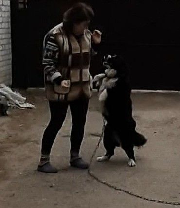 🐾 Шукаємо будинок для гарного пса