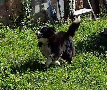 🐾 Шукаємо будинок для гарного пса