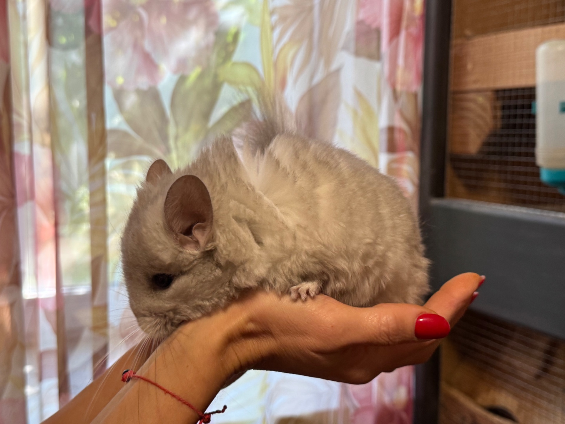 Шиншила королівська ангора