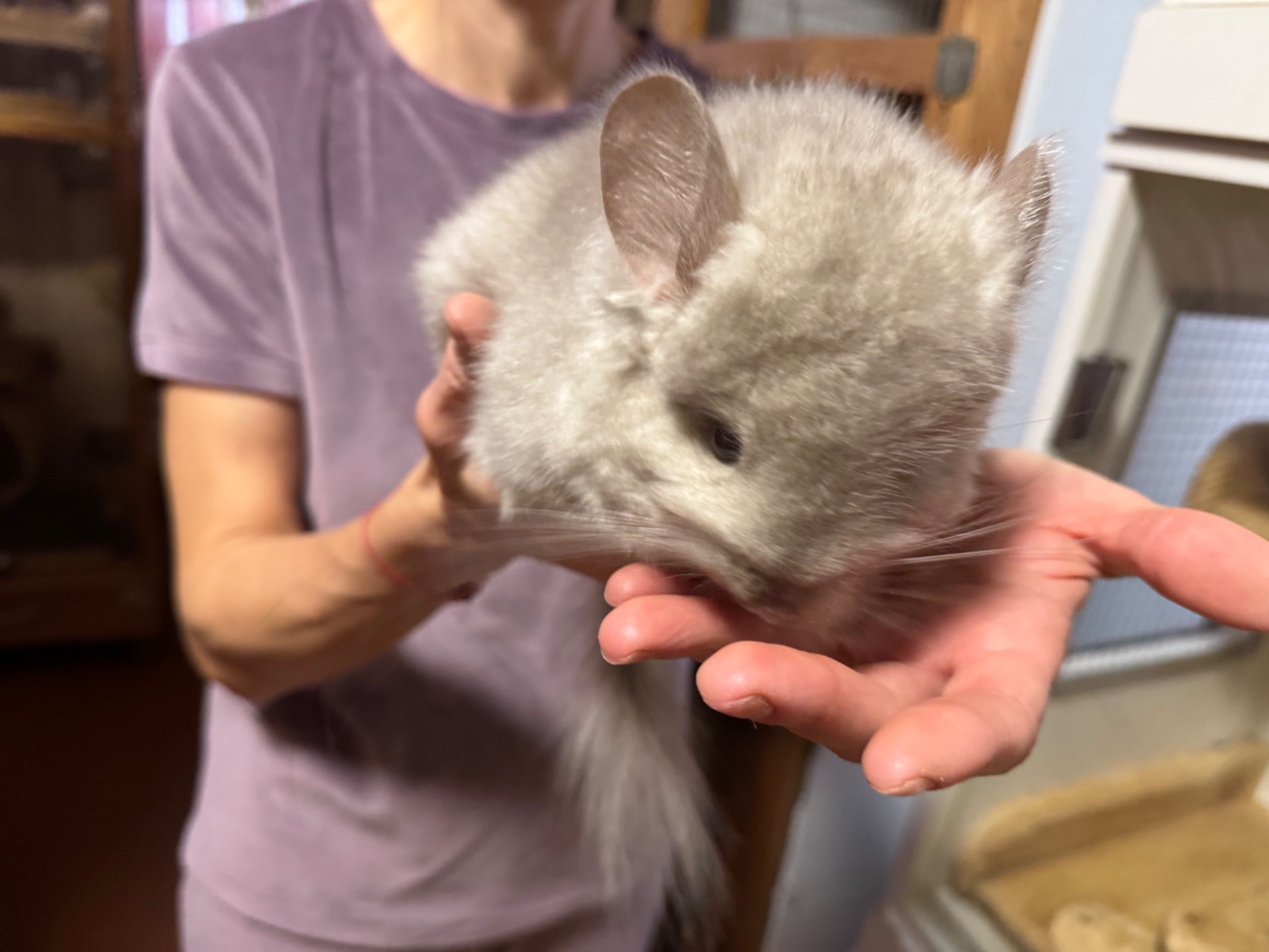 Шиншила королівська ангора