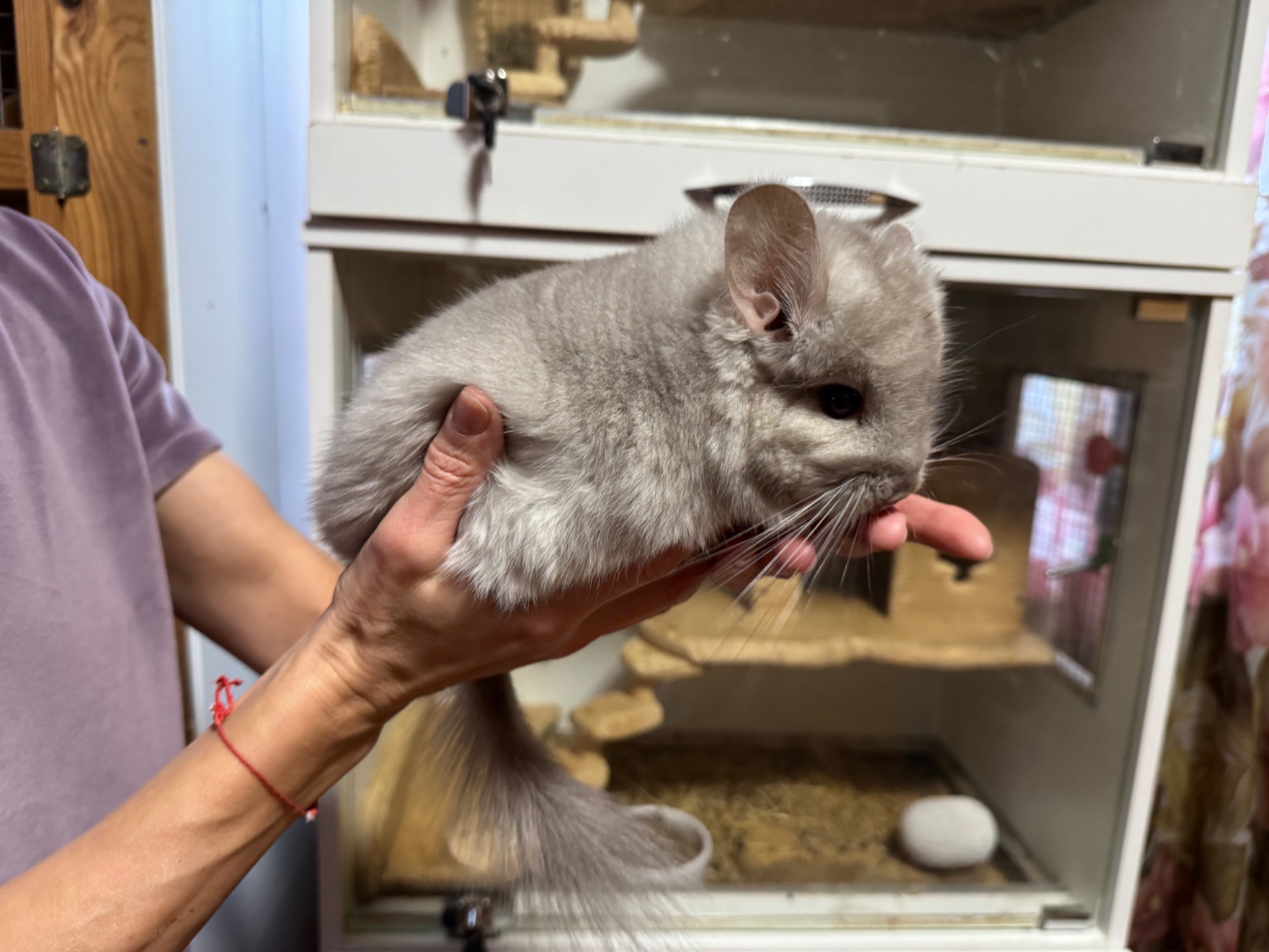 Шиншила королівська ангора