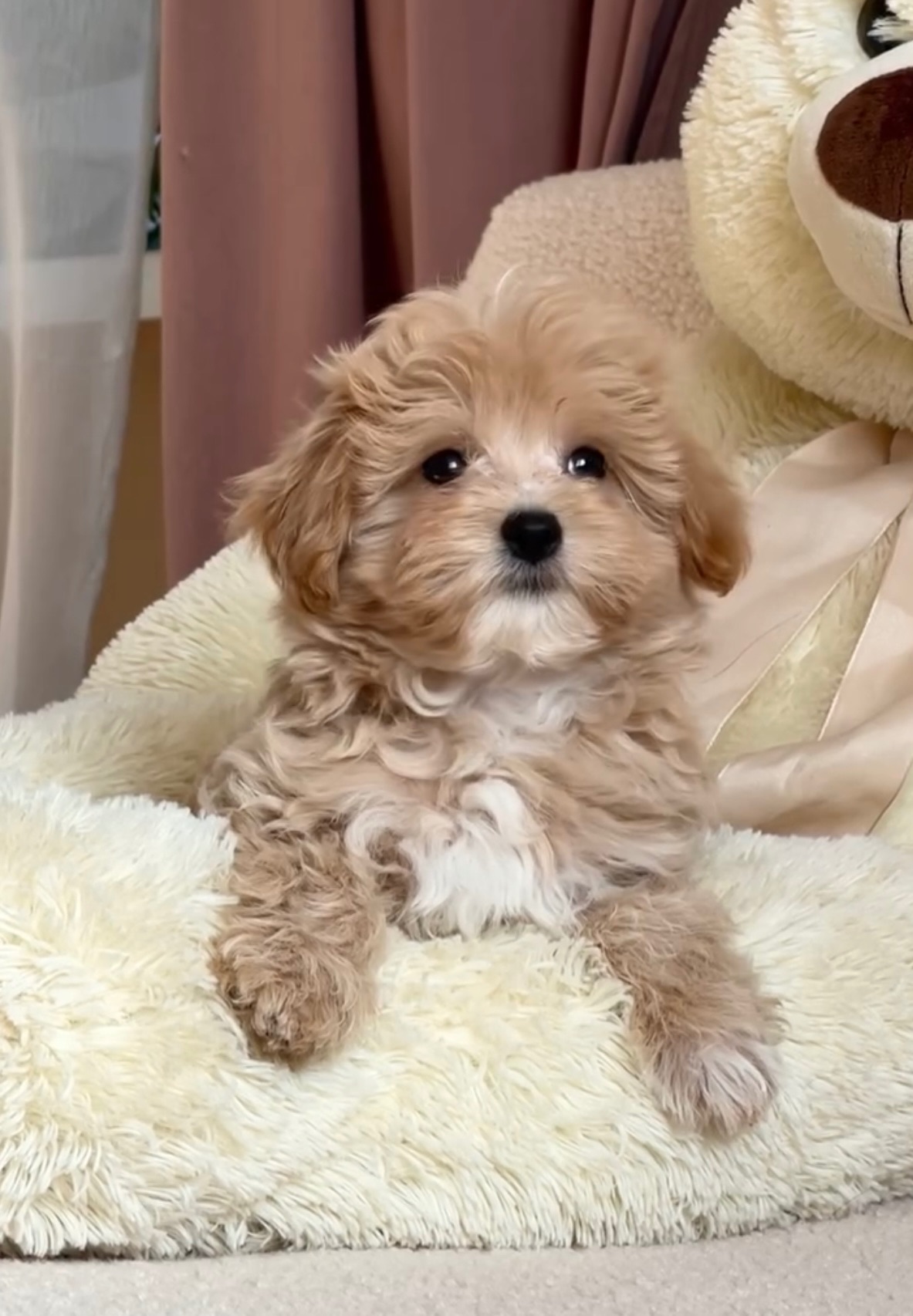 Продамо цуценя мальтипу, мила дівчинка шукає родину🐾