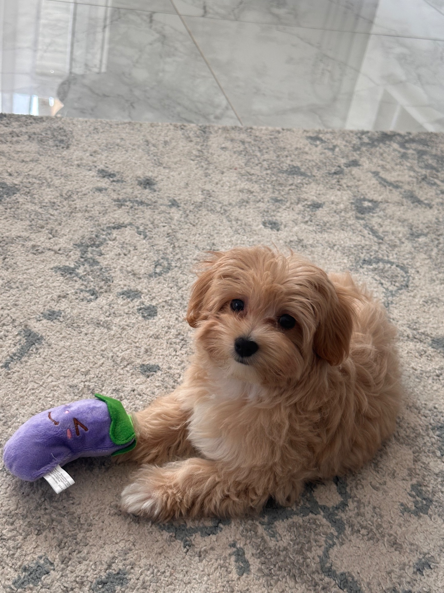 Продамо цуценя мальтипу, мила дівчинка шукає родину🐾