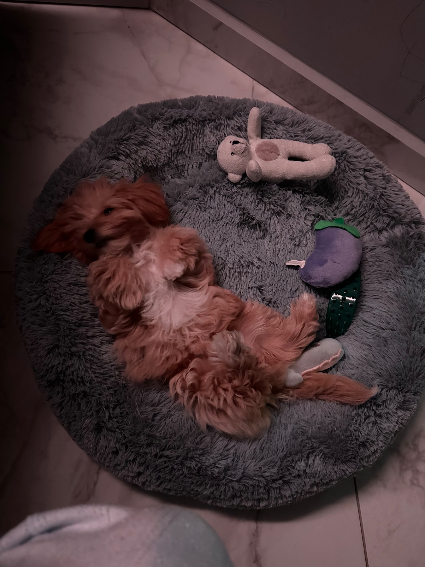 Продамо цуценя мальтипу, мила дівчинка шукає родину🐾