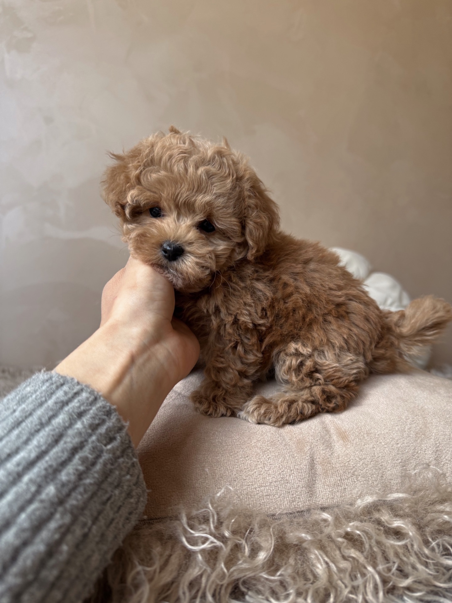 Люкс дівчинка мальтипу