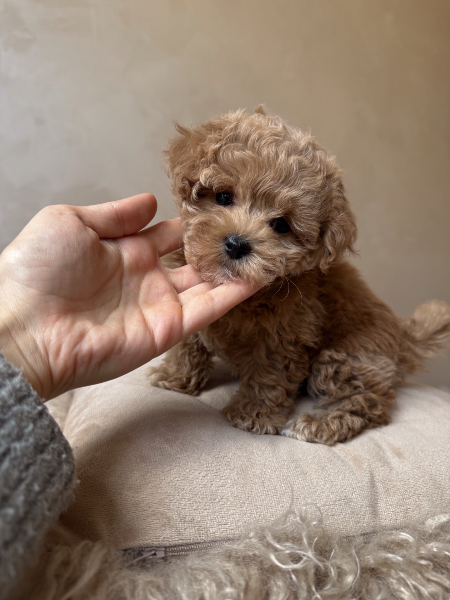 Люкс дівчинка мальтипу