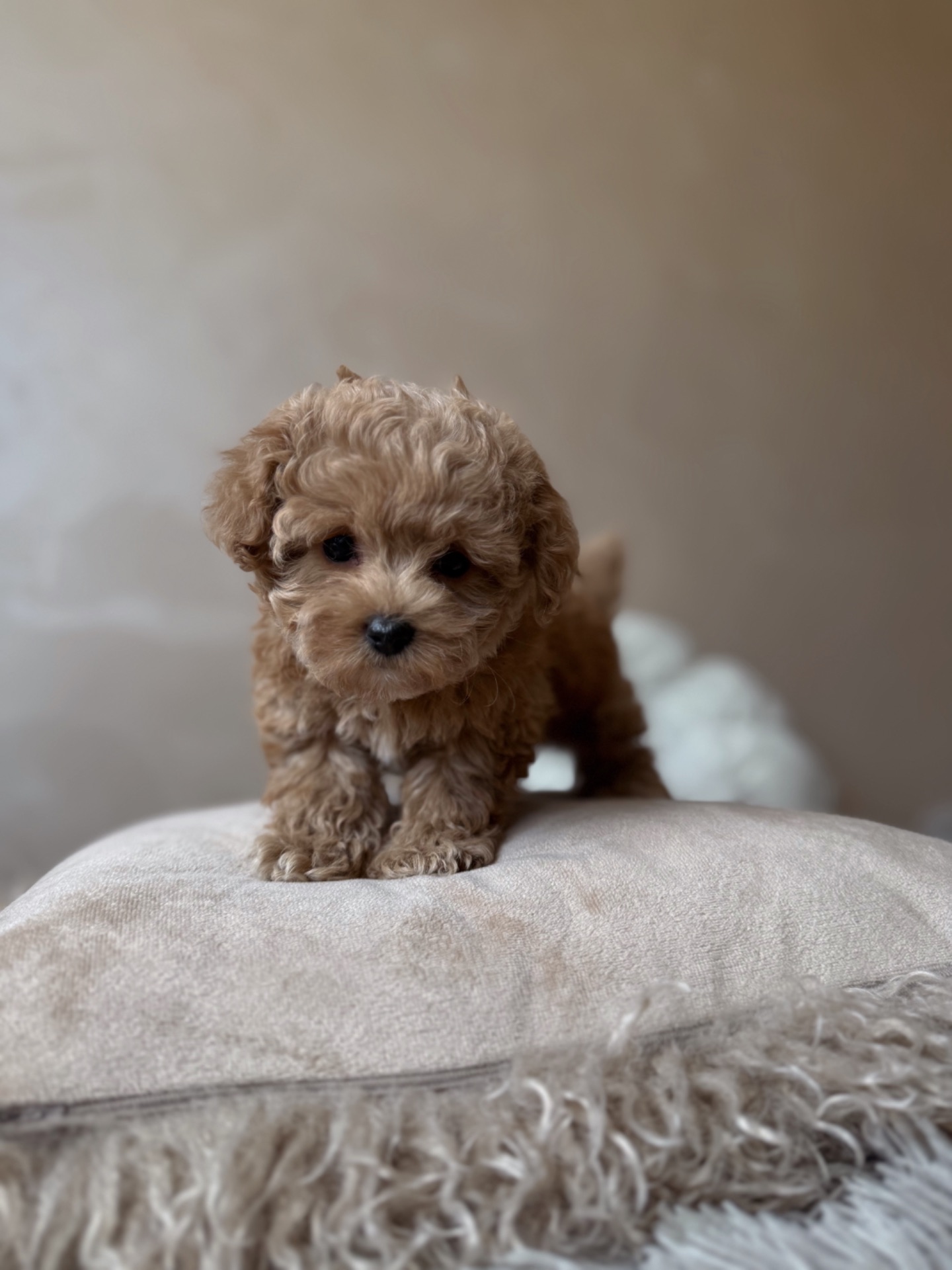 Люкс дівчинка мальтипу