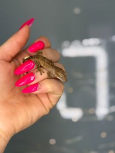 Бананоїд або війчастий гекон яскраві окраси