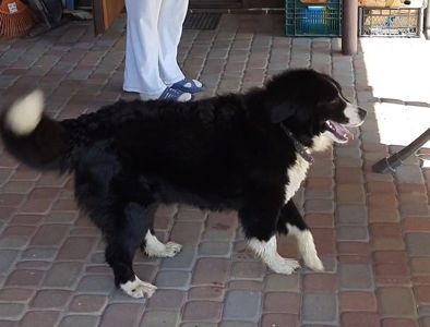 🐾 Шукаємо будинок для гарного пса