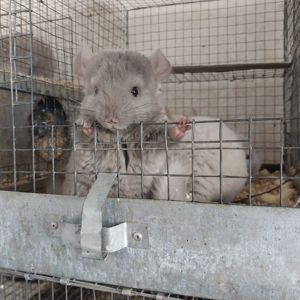 Хлопчик пастель. Дуже милий.