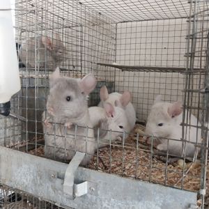 Хлопчик пастель. Дуже милий.