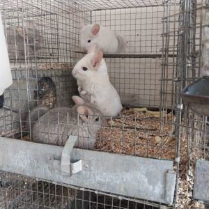 Хлопчик пастель. Дуже милий.