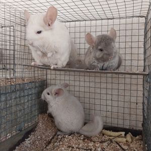 Хлопчик пастель. Дуже милий.