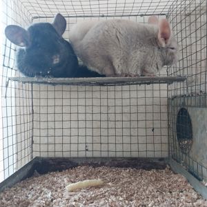 Дуже красива пара. Дівчинка екстра дарк і хлопчик гомо пастель.