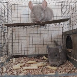 Хлопчик пастель та дівчинка фіолет