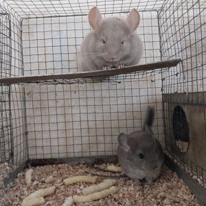 Хлопчик пастель та дівчинка фіолет