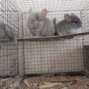 Хлопчик пастель та дівчинка фіолет