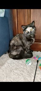 Шотландська прямовуха дівчинка. Черепахове забарвлення