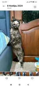 Шотландська прямовуха дівчинка. Черепахове забарвлення