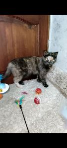 Шотландська прямовуха дівчинка. Черепахове забарвлення